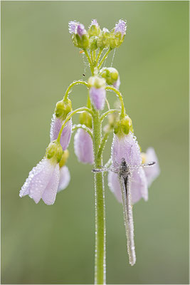 Tintenfleck-Weißling (Leptidea sinapis bzw. juvernica), Deutschland, Baden-Württemberg