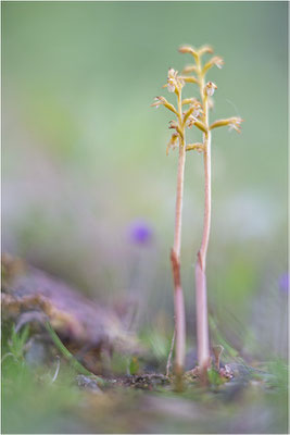 Korallenwurz (Corallorhiza trifida), Schweden, Norrbotten