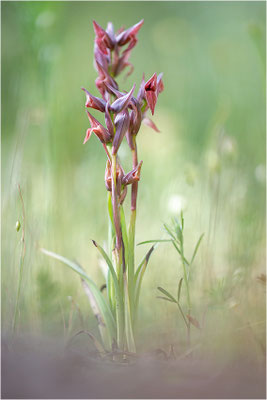 Nurra-Zungenstendel (Serapias nurrica), Italien, Sardinien