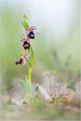 Drôme-Ragwurz (Ophrys drumana), Frankreich, Dep. Drôme