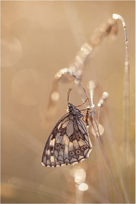 Schachbrettfalter (Melanargia galathea), Weibchen, Deutschland, Baden-Württemberg
