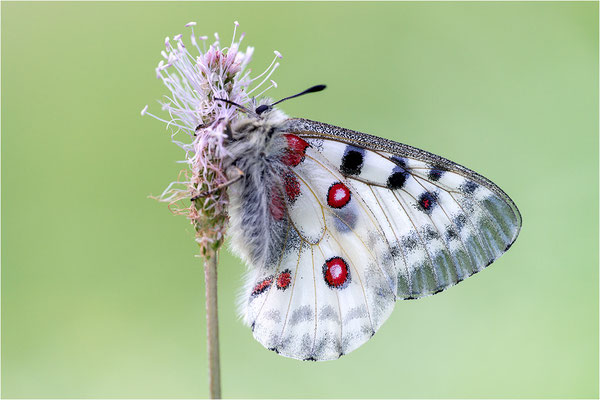 Roter Apollo (Parnassius apollo antijesuitus), Spanien, Provinz Lleida