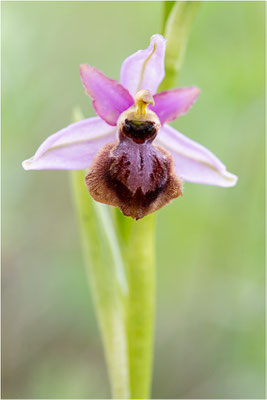 Ophrys aveyronensis