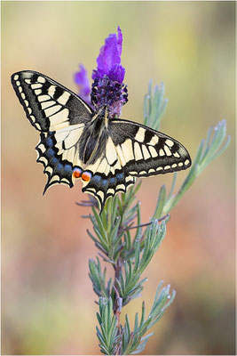Schwalbenschwanz (Papilio machaon), Frankreich, Dep. Var