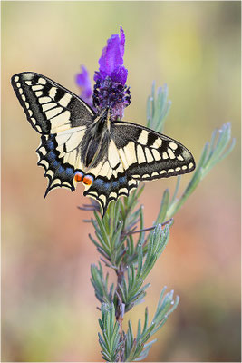 Schwalbenschwanz (Papilio machaon), Frankreich, Dep. Var