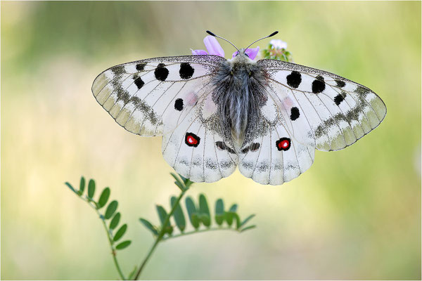 Roter Apollo (Parnassius apollo testoutensis), Frankreich, Dep. Savoie