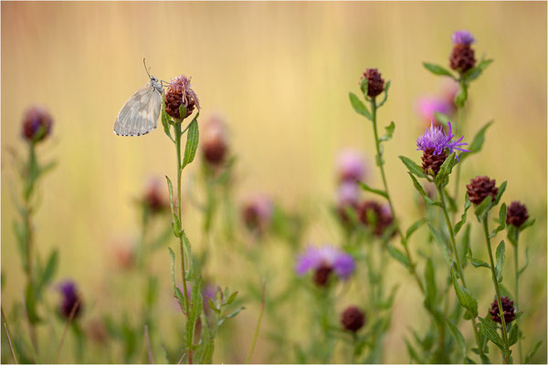 Schachbrettfalter (Melanargia galathea f. leucomelas), Weibchen, Frankreich, Ardèche