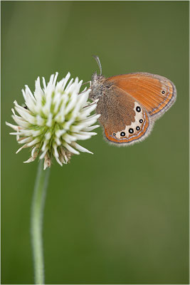 Alpen-Wiesenvögelchen (Coenonympha gardetta), Schweiz, Kanton Wallis