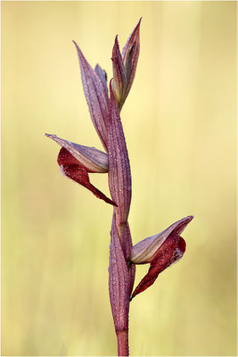 Pflugschar-Zungenstendel (Serapias vomeracea), Dep. Ardèche, Frankreich