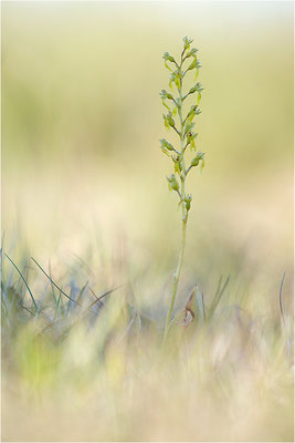 Großes Zweiblatt (Listera ovata), Gotland, Schweden