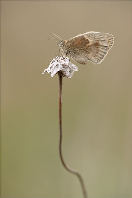 Kleines Wiesenvögelchen (Coenonympha pamphilus), Deutschland, Brandenburg