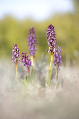 Riesen-Knabenkraut (Himantoglossum robertianum), Provence, Frankreich