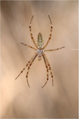 Wespenspinne (Argiope bruennichi), Männchen, Deutschland, Baden-Württemberg