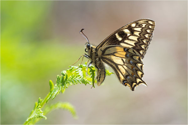 Korsischer Schwalbenschwanz (Papilio hospiton), Männchen, Frankreich, Zentralkorsika