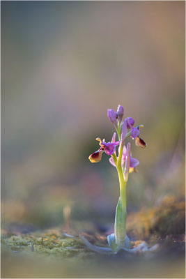 Ophrys tenthredinifera