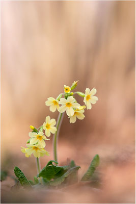 Hohe Schlüsselblume (Primula elatior), Deutschland, Baden-Württemberg