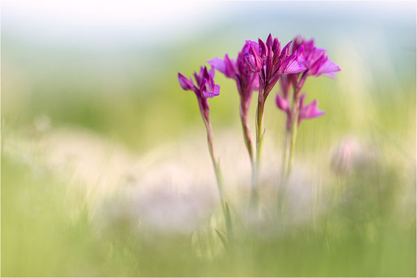 Großblütige Schmetterlings-Hundswurz (Anacamptis papilionacea expansa), Dep. Aveyron, Frankreich