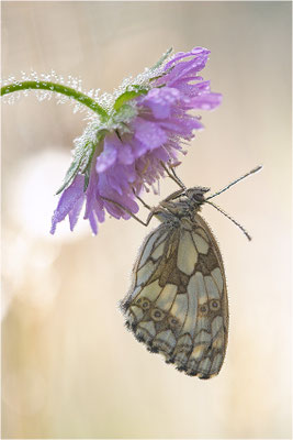 Schachbrettfalter (Melanargia galathea), Männchen, Deutschland, Baden-Württemberg