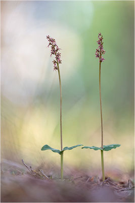 Kleines Zweiblatt (Listera cordata), Gotland, Schweden