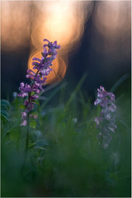 Hohler Lerchensporn (Corydalis cava), Deutschland, Baden-Württemberg