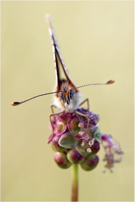 Flockenblumen-Scheckenfalter (Melitaea phoebe), Frankreich, Ardèche