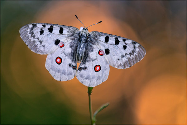 Roter Apollo (Parnassius apollo vercoricus), Frankreich, Dep. Isere