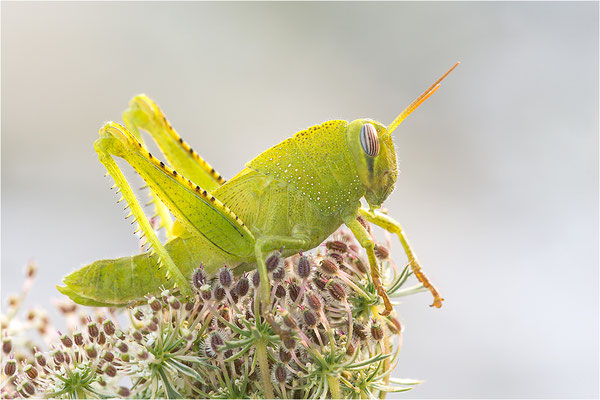 Ägyptische Wanderheuschrecke (Anacridium aegyptium), Larve, Frankreich, Drôme