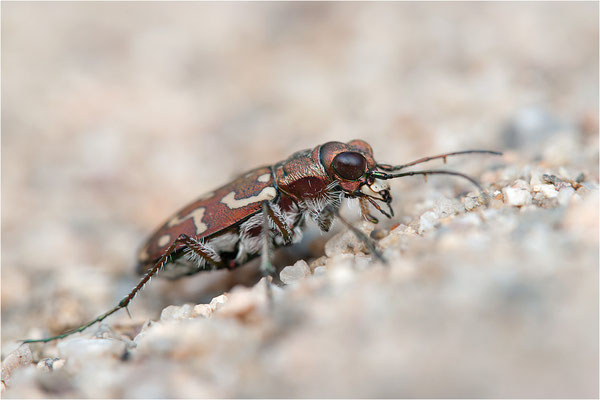Lophyra flexuosa flexuosa, Frankreich, Ardèche