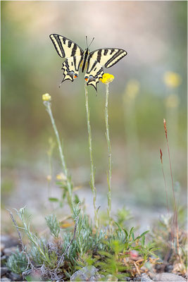Südlicher Schwalbenschwanz (Papilio alexanor destelensis), Männchen, Frankreich, Dep. Vaucluse