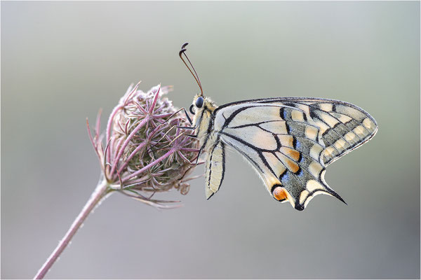 Schwalbenschwanz (Papilio machaon), Frankreich, Dep. Ardéche