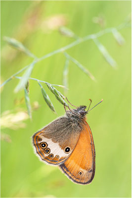 Weißbindiges Wiesenvögelchen (Coenonympha arcania), Frankreich, Ardèche
