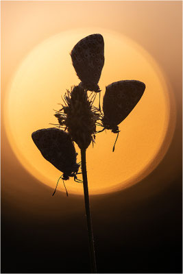 Himmelblauer Bläuling (Polyommatus bellargus), Deutschland, Baden-Württemberg