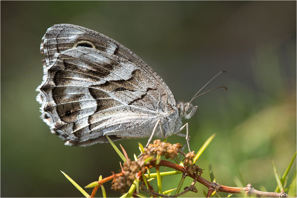 Hipparchia fidia, Frankreich Dep. Var