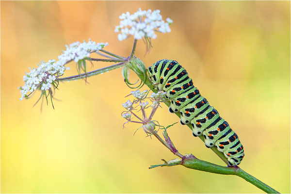 Schwalbenschwanz (Papilio machaon)