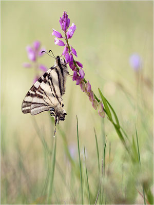 Segelfalter (Iphiclides podalirius), Frankreich, Ardèche
