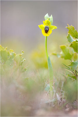 Ophrys lutea, Bouches-du-Rhône