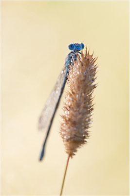 Gemeine Becherjungfer (Enallagma cyathigerum), Värmland, Schweden