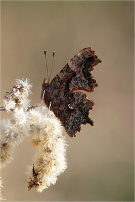 C-Falter (Polygonia c-album), Deutschland, Baden-Württemberg