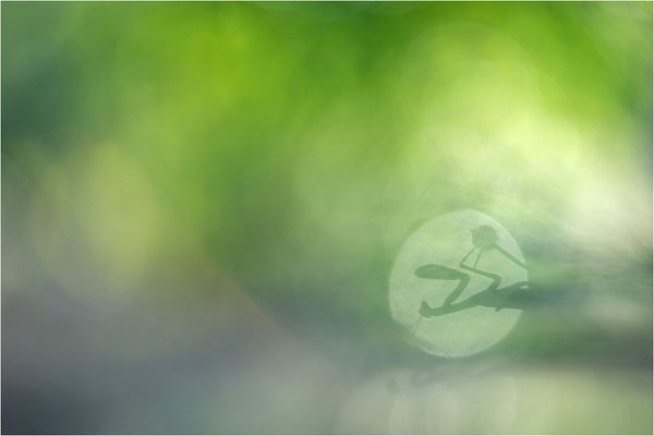 Europäische Gottesanbeterin (Mantis religiosa), Weibchen, Deutschland, Baden-Württemberg