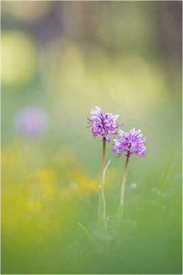 Affen-Knabenkraut (Orchis simia), Frankreich, Isere