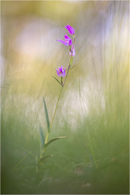 Rotes Waldvöglein (Cephalanthera rubra), Frankreich, Provence