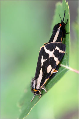 Wegerichbär (Arctia plantaginis), Schweden, Gävleborgs Iän
