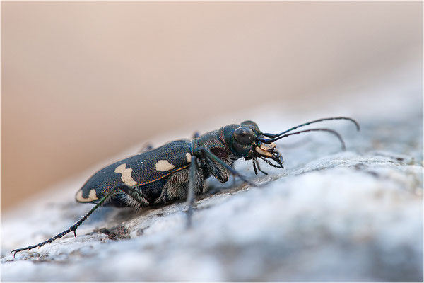 Dünen-Sandlaufkäfer (Cicindela transversalis transversalis), Schweiz, Kanton Bern