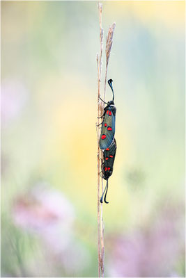 Lavendel-Widderchen (Zygaena lavandulae), Frankreich, Ardèche