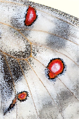 caloriferus