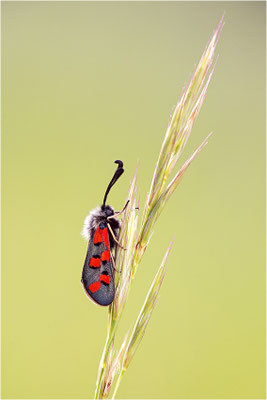 Zygaena rhadamanthus, Frankreich, Dep. Drôme