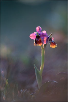 Ophrys tenthredinifera