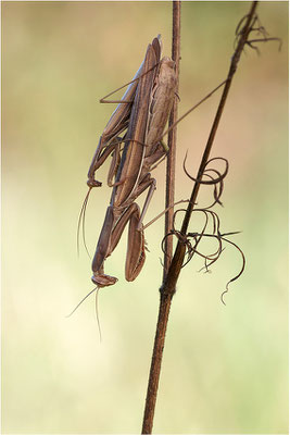 Europäische Gottesanbeterin (Mantis religiosa), Paarung, Deutschland, Baden-Württemberg