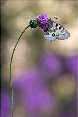 Roter Apollo (Parnassius apollo pedemontanus), Italien, Region Aostatal, 2.100m