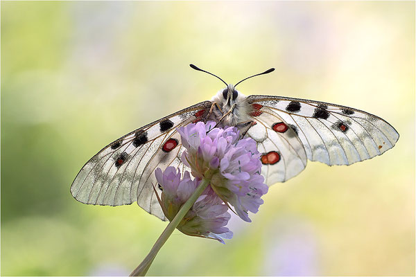 Roter Apollo (Parnassius apollo pedemontanus), Italien, Region Aostatal